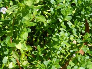 1560738_622616501124856_1815679113_n