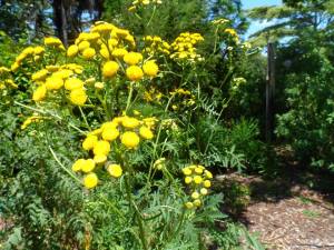 1560738_622616504458189_925966731_n